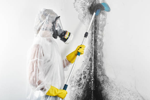 Best HVAC Mold Inspection and Cleaning  in South Gate, CA