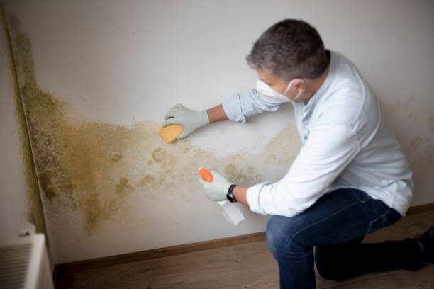 Best Industrial Mold Remediation  in South Gate, CA